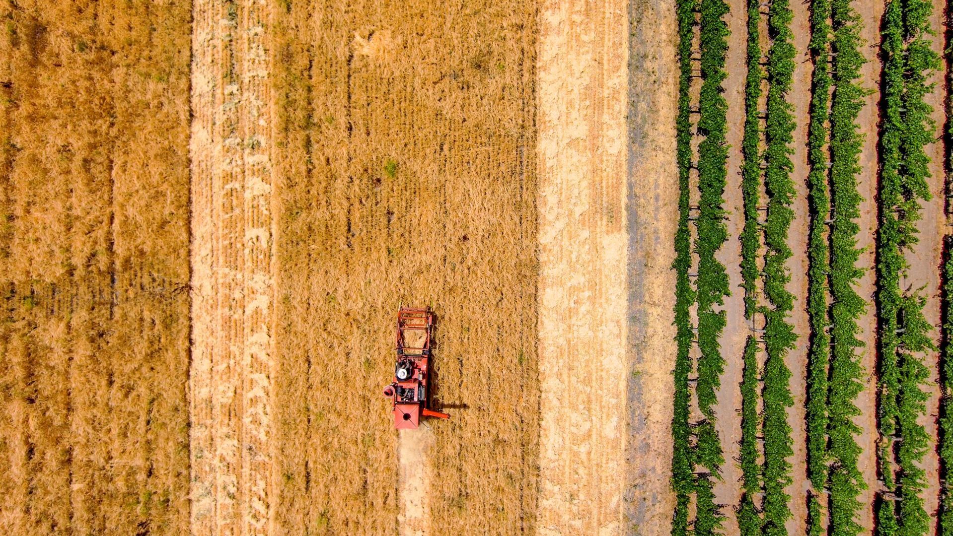 Napa Valley’s Heirloom Grain Harvest 2021